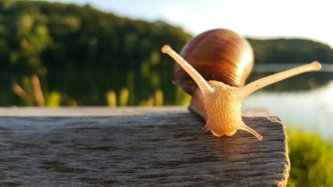 The Art of Slow Research: Why Taking Our Time Matters – The Binks Hub